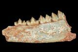 Eocene Ruminant (Lophiomeryx) Jaw Section - Quercy, France #181286-1